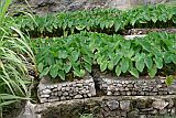 Santo Anto : Tarrafal de Monte Trigo : intensive irrigated inhame cultures : Technology Agriculture
Cabo Verde Foto Gallery