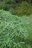 Insel: Santo Anto  Wanderweg: 106a Ort: Selada de Pero Dias Motiv: euphorbia tuckeyana endemische Kapverden Wolfsmilch  Motivgruppe: Nature Plants © Pitt Reitmaier www.Cabo-Verde-Foto.com