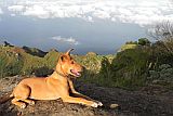 Santo Antão : Pico da Cruz Lombo Carrosco : dog : Nature Animals
Cabo Verde Foto Gallery