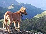 Insel: Santo Anto  Wanderweg: 105 Ort: Pico da Cruz Lombo Carrosco Motiv: Hund Motivgruppe: Nature Animals © Pitt Reitmaier www.Cabo-Verde-Foto.com