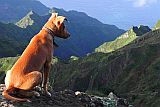 Santo Anto : Pico da Cruz Lombo Carrosco : dog : Nature Animals
Cabo Verde Foto Gallery