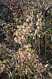 Santo Anto : Ribeirozinho : miracle leaf : Nature Plants
Cabo Verde Foto Gallery