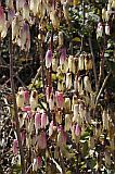 Santo Anto : Ribeirozinho : miracle leaf : Nature Plants
Cabo Verde Foto Gallery