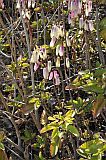 Santo Anto : Ribeirozinho : miracle leaf : Nature Plants
Cabo Verde Foto Gallery