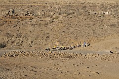 Santo Anto : Norte Cha de Feijoal : pastores burros na aguada : Landscape Desert
Cabo Verde Foto Galeria