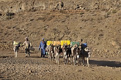 Santo Anto : Norte Cha de Feijoal : herdsmen donkeys at the waterpoint cistern rain collection area : People Work
Cabo Verde Foto Gallery