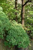 Santo Anto : Pico da Cruz : tortolho euphorbia tuckeyana : Nature Plants
Cabo Verde Foto Gallery