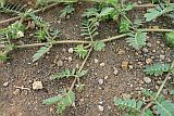 Santo Anto : Norte : puncturevine : Nature Plants
Cabo Verde Foto Gallery