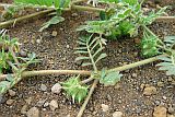 Santo Anto : Norte : videira da punctura ou abrolhos : Nature Plants
Cabo Verde Foto Galeria