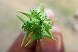 Santo Anto : Norte : videira da punctura ou abrolhos : Nature Plants
Cabo Verde Foto Galeria