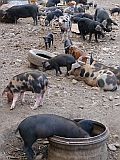 So Vicente : Fundo de Manelin : pig farming : Nature Animals
Cabo Verde Foto Gallery