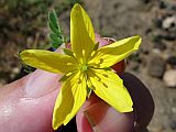 So Vicente : Calhau : puncturevine : Nature Plants
Cabo Verde Foto Gallery