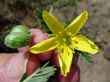 So Vicente : Calhau : videira da punctura ou abrolhos : Nature Plants
Cabo Verde Foto Galeria