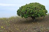 Santo Anto : Norte Pia : tortolho ou tortoi : Nature Plants
Cabo Verde Foto Galeria