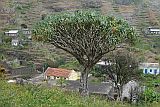 Insel: Santo Anto  Wanderweg:  Ort: Monte Joana Motiv: Drachenbaum Motivgruppe: Nature Plants © Pitt Reitmaier www.Cabo-Verde-Foto.com