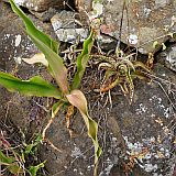 Santo Anto : Monte Joana : kreol: Figueirinha : Nature Plants
Cabo Verde Foto Galeria