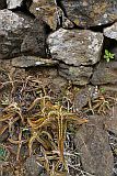 Santo Anto : Monte Joana : miracle leaf : Nature Plants
Cabo Verde Foto Gallery