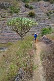 Santo Anto : R das Burna : dragon tree : Nature Plants
Cabo Verde Foto Gallery