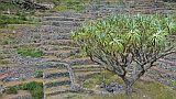 Santo Anto : R das Burna : dragon tree : Nature Plants
Cabo Verde Foto Gallery