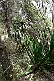 So Nicolau : Monte Gordo :  dragoeiro na floresta : Nature Plants
Cabo Verde Foto Galeria