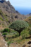 So Nicolau : Fragata Cruzinha : dragoeiro : Nature Plants
Cabo Verde Foto Galeria