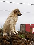 Insel: So Nicolau  Wanderweg:  Ort: Cachaco Motiv: Hund Motivgruppe: Nature Animals © Pitt Reitmaier www.Cabo-Verde-Foto.com
