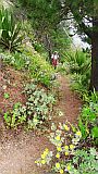 So Nicolau : Ladeira de Salamao : plantas endemicas na trilha : Nature Plants
Cabo Verde Foto Galeria