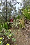 So Nicolau : Ladeira de Salamao : endemic plants at hiking trail : Nature Plants
Cabo Verde Foto Gallery