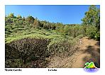 So Nicolau : Monte Gordo : euforbia cabo verdeana Tortolho ou Tortoi : Nature Plants
Cabo Verde Foto Galeria