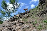 Santo Anto : Pico da Cruz Gudo sem Voz : hiking trail dog : Landscape Mountain
Cabo Verde Foto Gallery