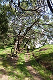 Insel: Santo Anto  Wanderweg: 105 Ort: Lombo de Carrosco Motiv: Wanderweg Motivgruppe: Landscape Forest © Pitt Reitmaier www.Cabo-Verde-Foto.com