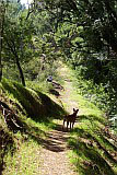 Insel: Santo Antão  Wanderweg: 105 Ort: Lombo de Carrosco Motiv: Wanderweg Hund Motivgruppe: Landscape Forest © Pitt Reitmaier www.Cabo-Verde-Foto.com