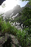 Santo Antão : Lombo de Pico : flowering sugarcane : Nature Plants
Cabo Verde Foto Gallery