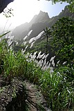 Insel: Santo Anto  Wanderweg: 203 Ort: Lombo de Pico Motiv: Zuckerrohrblte Motivgruppe: Nature Plants © Pitt Reitmaier www.Cabo-Verde-Foto.com