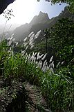 Santo Anto : Lombo de Pico : sugar cane : Landscape Agriculture
Cabo Verde Foto Gallery