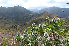 Insel: Santiago  Wanderweg: 509 Ort: Achada Lagoa Motiv: endemische Pflanze echium gorgonorum Motivgruppe: Nature Plants © Pitt Reitmaier www.Cabo-Verde-Foto.com