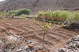 Insel: So Nicolau  Wanderweg: - Ort: Castilhano Motiv: Feld Motivgruppe: Technology Agriculture © Pitt Reitmaier www.Cabo-Verde-Foto.com