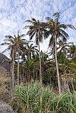 So Nicolau : Castilhano : Osis de montanha : Landscape Desert
Cabo Verde Foto Galeria