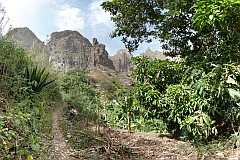 Insel: So Nicolau  Wanderweg: 109a Ort: Tzukud Motiv: Drachenbaum Motivgruppe: Landscape Mountain © Pitt Reitmaier www.Cabo-Verde-Foto.com