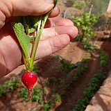 Santo Anto : Pico da Cruz : radish drip-irrigation : Technology Agriculture
Cabo Verde Foto Gallery