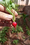 Santo Anto : Pico da Cruz : radish drip-irrigation : Technology Agriculture
Cabo Verde Foto Gallery