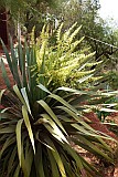 Santo Anto : Pico da Cruz : dragon tree flower : Nature Plants
Cabo Verde Foto Gallery