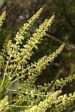 Santo Anto : Pico da Cruz : dragoeiro flor : Nature Plants
Cabo Verde Foto Galeria