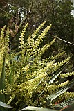 Santo Anto : Pico da Cruz : dragon tree flower : Nature Plants
Cabo Verde Foto Gallery