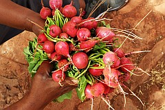 Santo Antão : Pico da Cruz : radish drip-irrigation : Technology Agriculture
Cabo Verde Foto Gallery