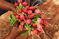 Santo Anto : Pico da Cruz : radish drip-irrigation : Technology Agriculture
Cabo Verde Foto Gallery