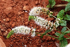 Santo Anto : Pico da Cruz : Hortal flor : Nature Plants
Cabo Verde Foto Galeria