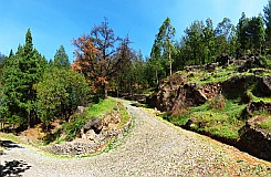 Santo Anto : Pico da Cruz : forest road : Landscape Forest
Cabo Verde Foto Gallery