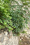 Santo Anto : Losna : manioc on stonewall : Nature Plants
Cabo Verde Foto Gallery