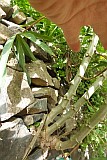 Santo Anto : Losna : manioc on stonewall : Nature Plants
Cabo Verde Foto Gallery